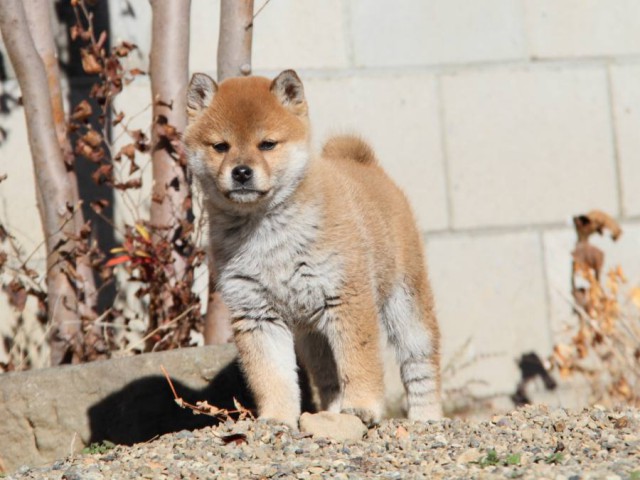 IMG_0105-shibainu-koinu IMG_0105-shibainu-koinu