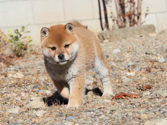 IMG_0126-shibainu-koinu IMG_0126-shibainu-koinu