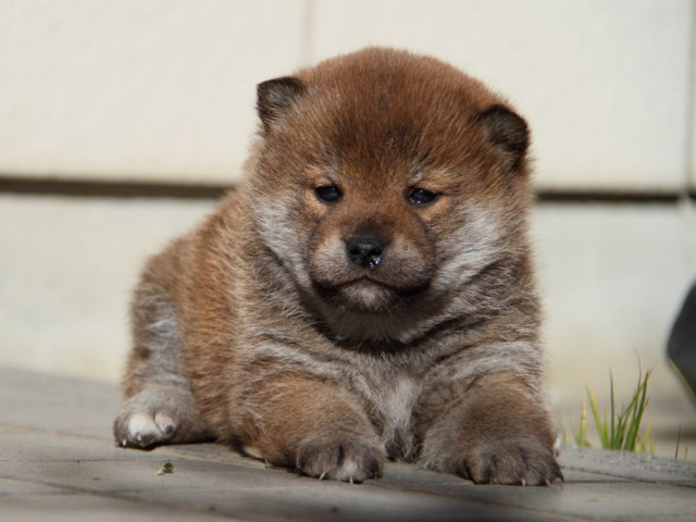 IMG_0232-shibainu-koinu IMG_0232-shibainu-koinu