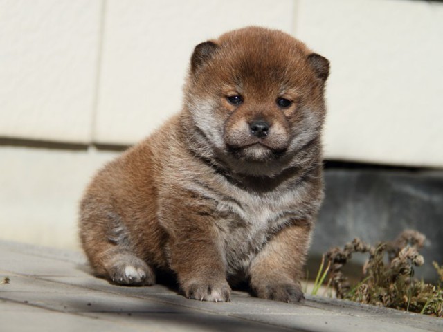 IMG_0249-shibainu-koinu IMG_0249-shibainu-koinu