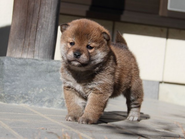 IMG_0361-shibainu-koinu IMG_0361-shibainu-koinu