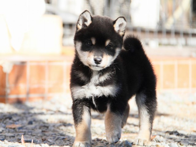 IMG_0464-shibainu-koinu IMG_0464-shibainu-koinu