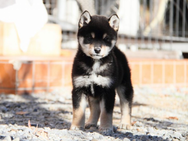 IMG_0466-shibainu-koinu IMG_0466-shibainu-koinu