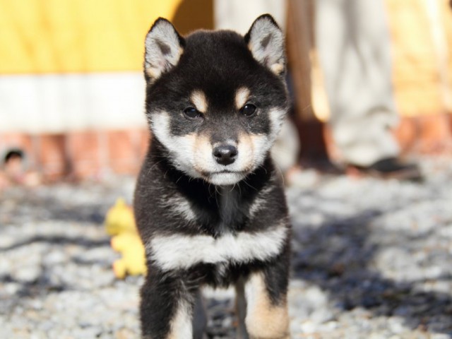 IMG_0482-shibainu-koinu IMG_0482-shibainu-koinu