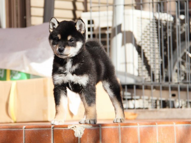 IMG_0529-shibainu-koinu IMG_0529-shibainu-koinu