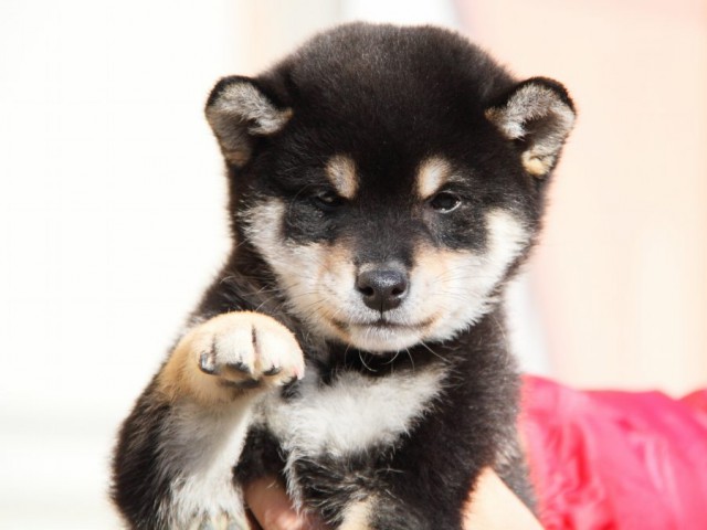 IMG_0614-shibainu-koinu IMG_0614-shibainu-koinu