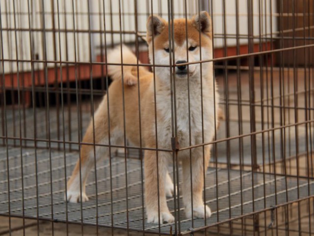 IMG_0978-shibainu-koinu IMG_0978-shibainu-koinu