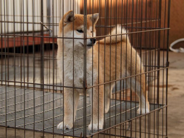 IMG_0996-shibainu-koinu IMG_0996-shibainu-koinu