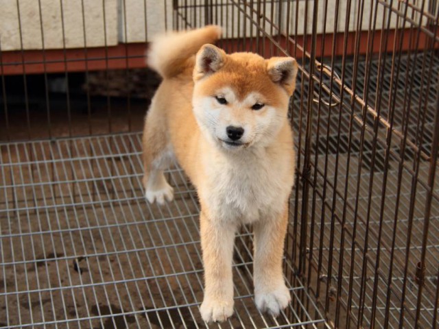 IMG_1008-shibainu-koinu IMG_1008-shibainu-koinu