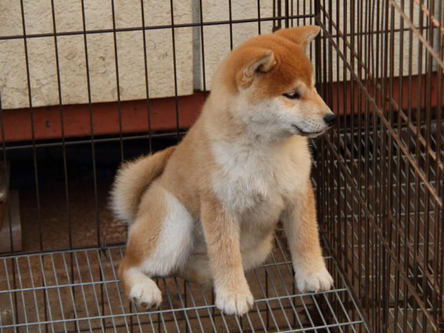IMG_1015-shibainu-koinu IMG_1015-shibainu-koinu