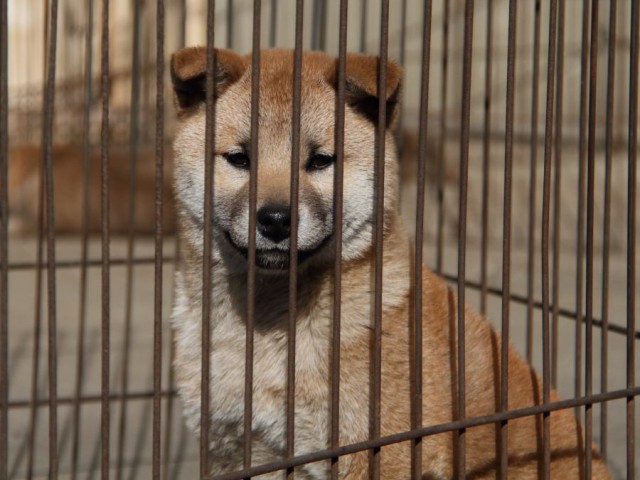 IMG_1085-shibainu-koinu IMG_1085-shibainu-koinu