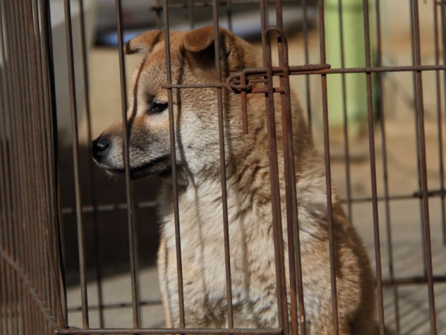 IMG_1136-shibainu-koinu IMG_1136-shibainu-koinu
