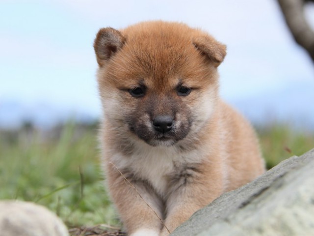 IMG_2430-shibainu-koinu IMG_2430-shibainu-koinu