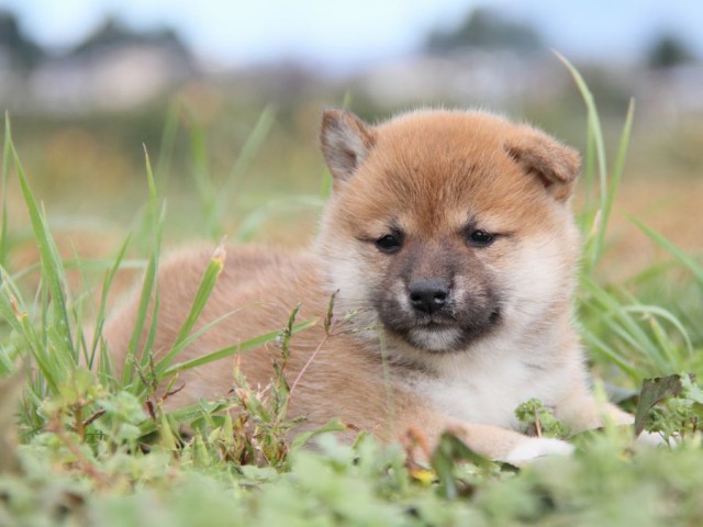 IMG_2462-shibainu-koinu IMG_2462-shibainu-koinu