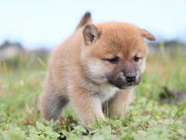 IMG_2472-shibainu-koinu IMG_2472-shibainu-koinu