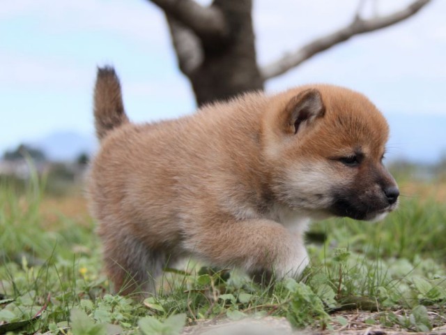IMG_2479-shibainu-koinu IMG_2479-shibainu-koinu