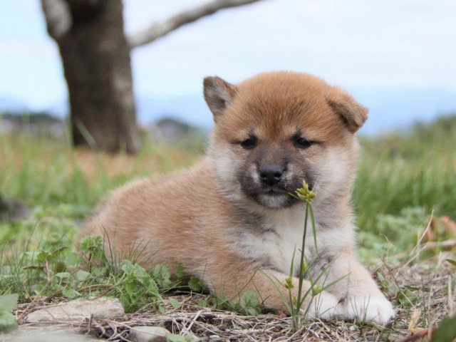 IMG_2486-shibainu-koinu IMG_2486-shibainu-koinu
