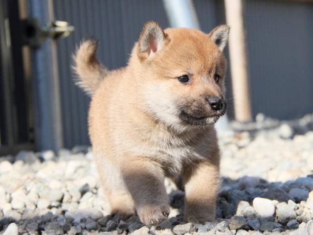 IMG_2695-shibainu-koinu IMG_2695-shibainu-koinu