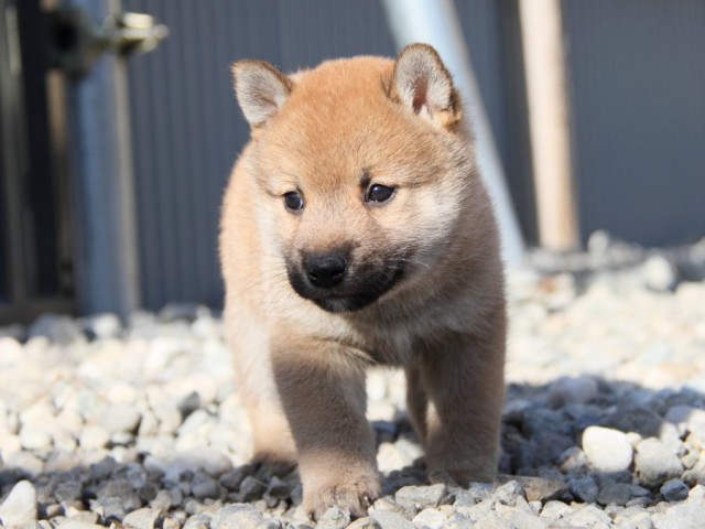 IMG_2696-shibainu-koinu IMG_2696-shibainu-koinu