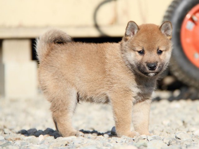 IMG_2710-shibainu-koinu IMG_2710-shibainu-koinu