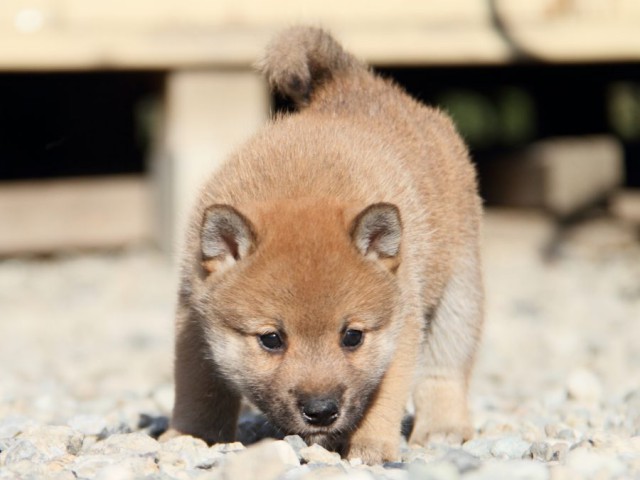 IMG_2713-shibainu-koinu IMG_2713-shibainu-koinu