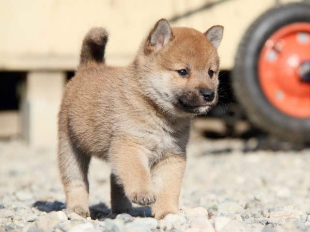 IMG_2716-shibainu-koinu IMG_2716-shibainu-koinu