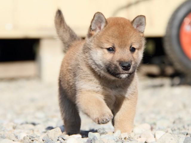 IMG_2720-shibainu-koinu IMG_2720-shibainu-koinu