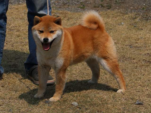 IMG_2749-shiba-shiba-puppy IMG_2749-shiba-shiba-puppy