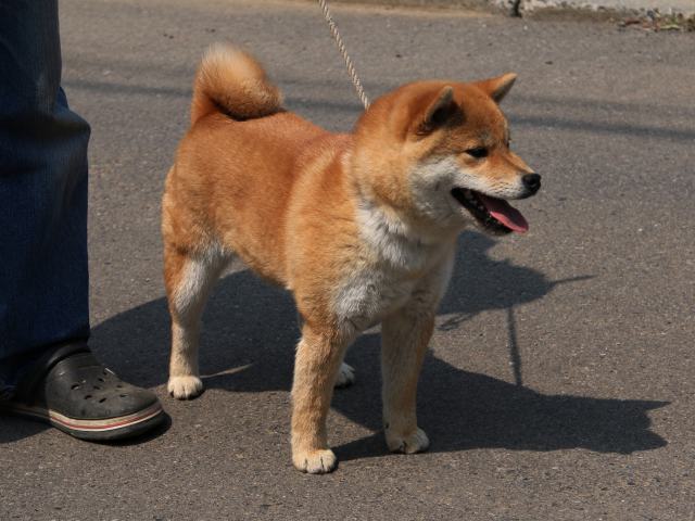 IMG_2752-shiba-shiba-puppy IMG_2752-shiba-shiba-puppy