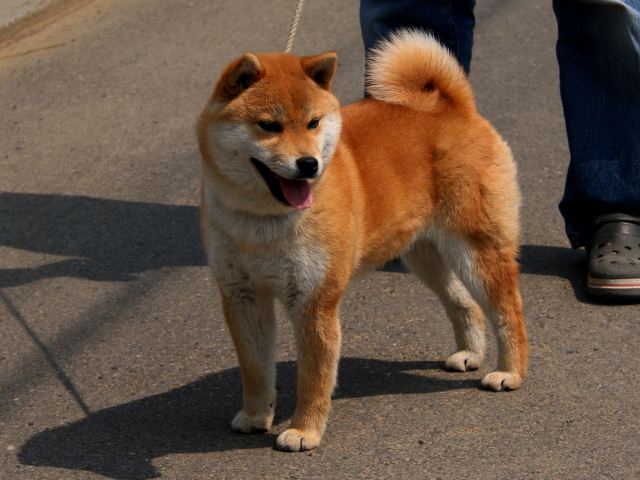 IMG_2761-shiba-shiba-puppy IMG_2761-shiba-shiba-puppy