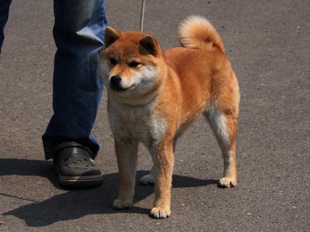IMG_2766-shiba-shiba-puppy IMG_2766-shiba-shiba-puppy
