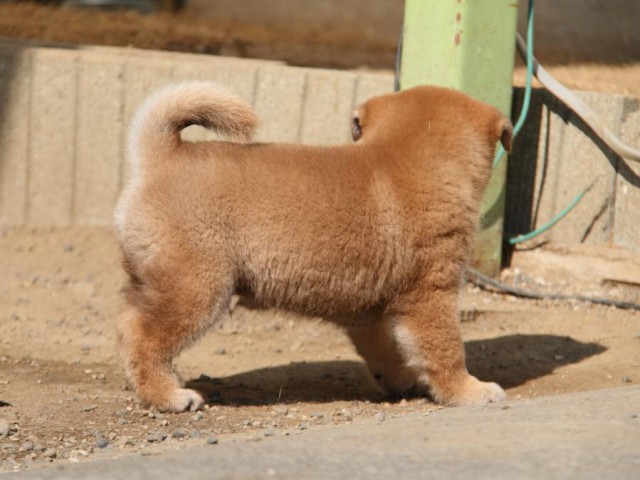IMG_3448-shibainu-koinu IMG_3448-shibainu-koinu
