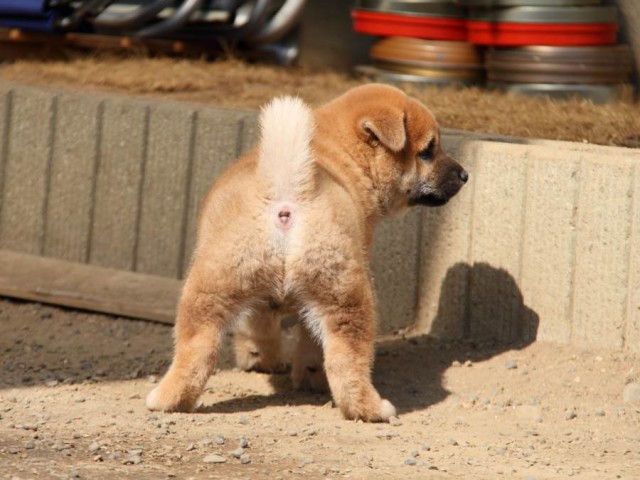IMG_3450-shibainu-koinu IMG_3450-shibainu-koinu