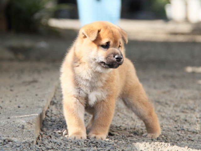 IMG_3486-shibainu-koinu IMG_3486-shibainu-koinu