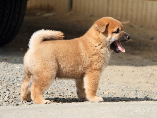 IMG_3503-shibainu-koinu IMG_3503-shibainu-koinu