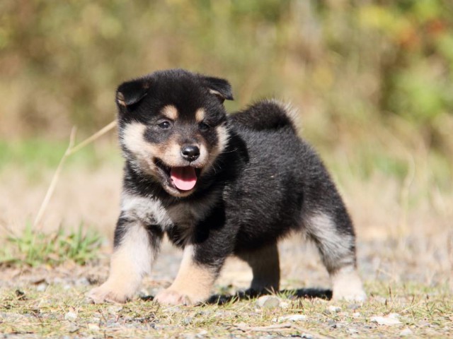 IMG_4400-shibainu-koinu IMG_4400-shibainu-koinu
