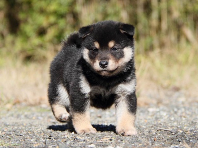 IMG_4430-shibainu-koinu IMG_4430-shibainu-koinu