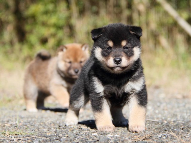 IMG_4442-shibainu-koinu IMG_4442-shibainu-koinu