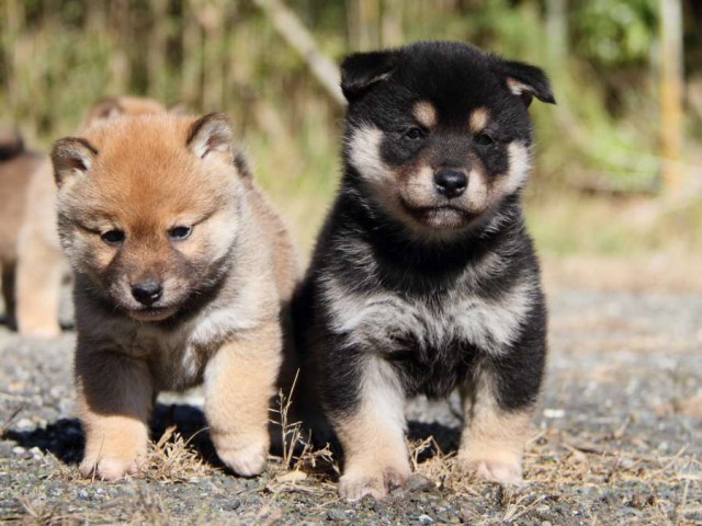 IMG_4461-shibainu-koinu IMG_4461-shibainu-koinu