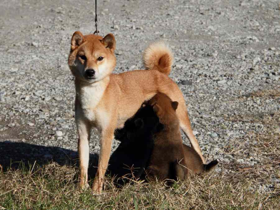 IMG_4616-shibainu-koinu