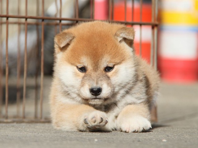 IMG_4953-shibainu-koinu IMG_4953-shibainu-koinu