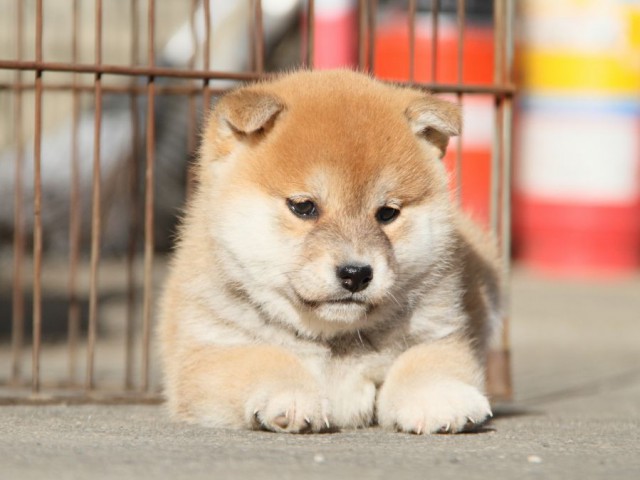 IMG_4956-shibainu-koinu IMG_4956-shibainu-koinu