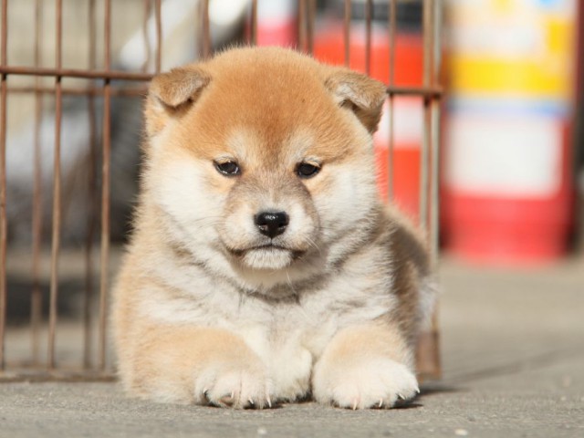 IMG_4962-shibainu-koinu IMG_4962-shibainu-koinu