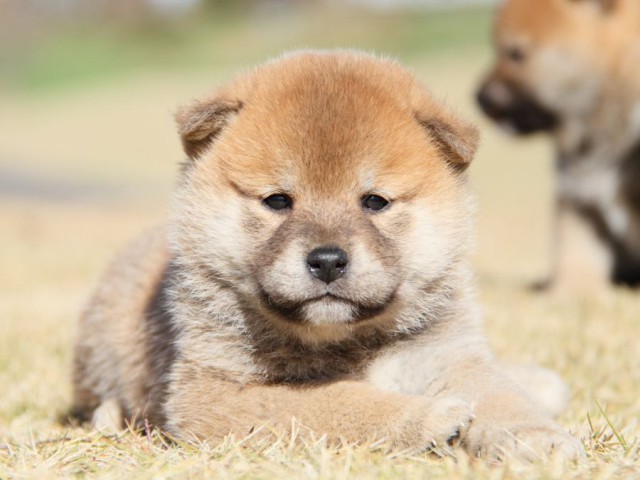 IMG_5515-shibainu-koinu IMG_5515-shibainu-koinu