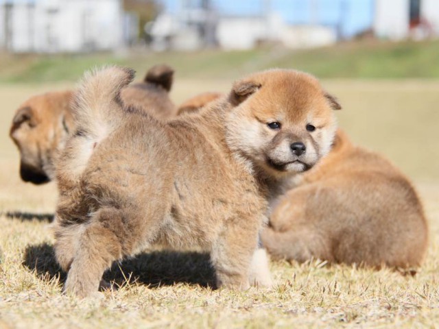 IMG_5531-shibainu-koinu IMG_5531-shibainu-koinu
