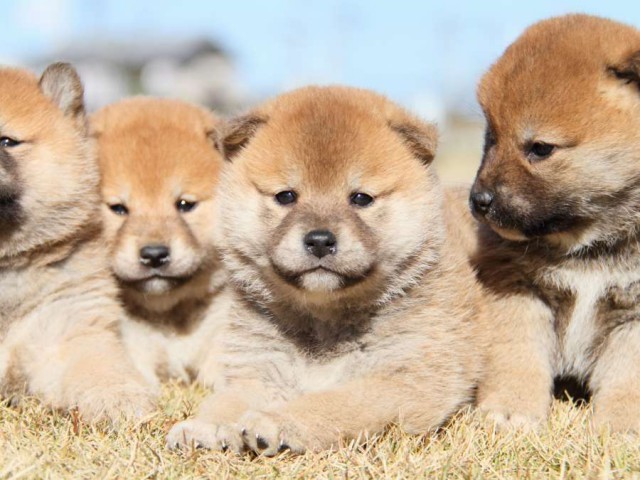 IMG_5542-shibainu-koinu IMG_5542-shibainu-koinu