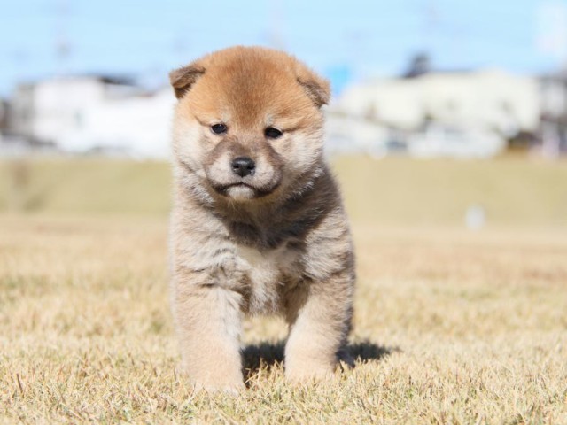 IMG_5557-shibainu-koinu IMG_5557-shibainu-koinu