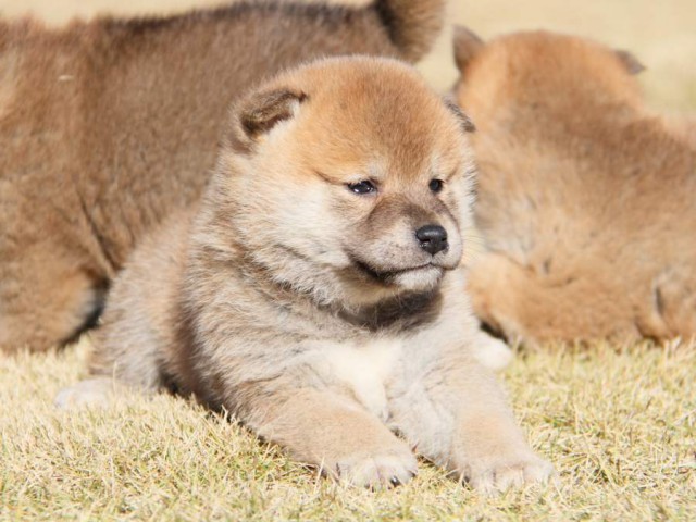 IMG_5568-shibainu-koinu IMG_5568-shibainu-koinu