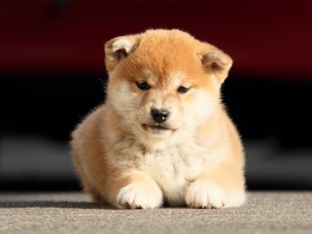 IMG_5934-shibainu-koinu IMG_5934-shibainu-koinu