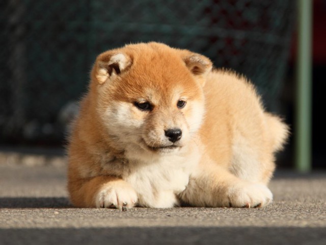 IMG_5966-shibainu-koinu IMG_5966-shibainu-koinu